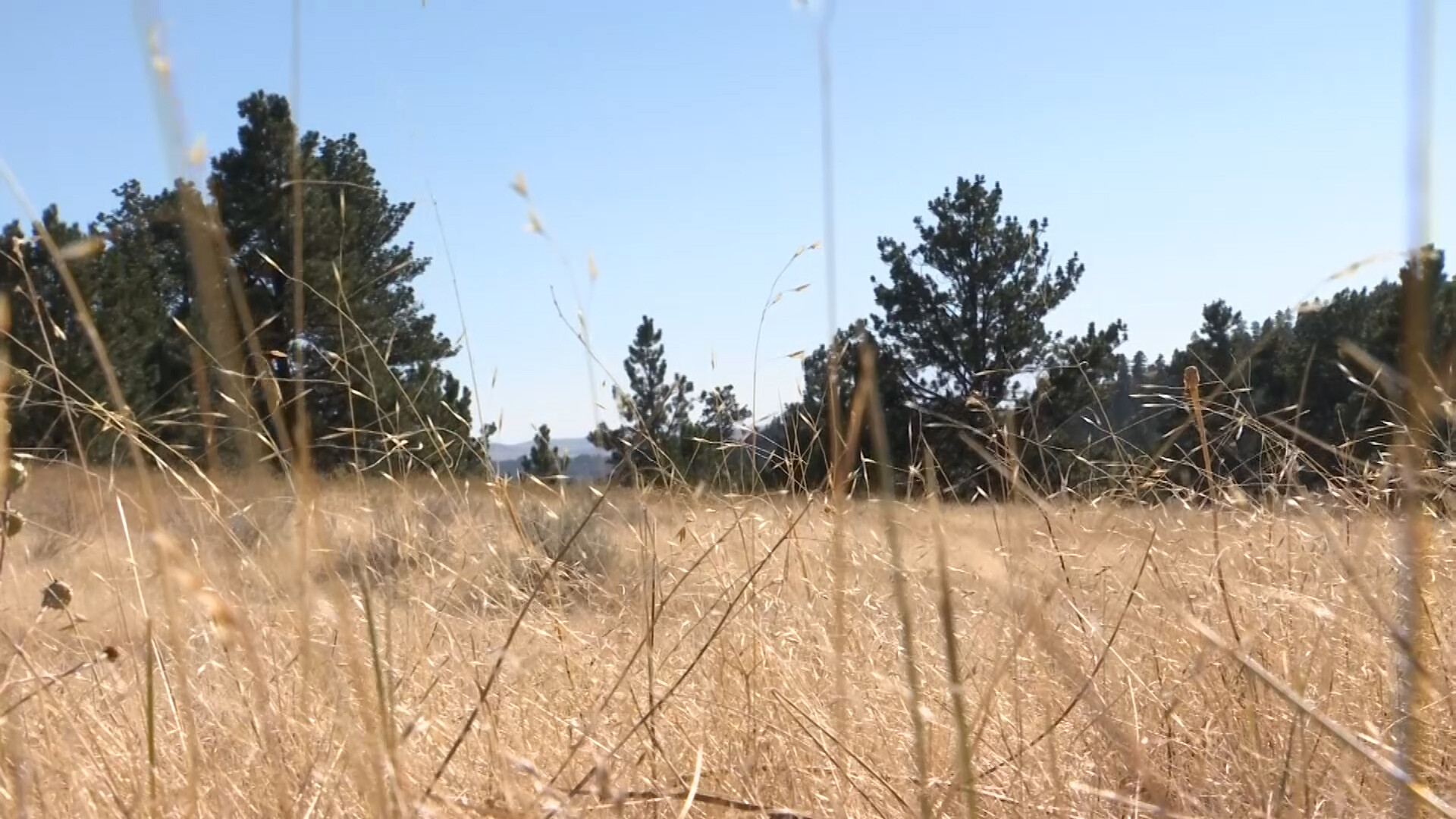 Noxious Weed Ventenata Threatening Private & Public Lands