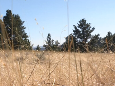 Noxious Weed Ventenata Threatening Private & Public Lands