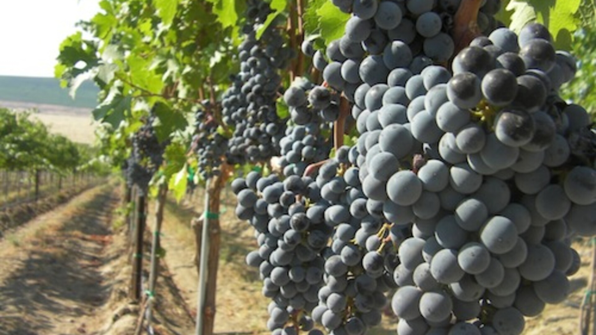 Wine Grapes COVID-19 Relief Pt 1