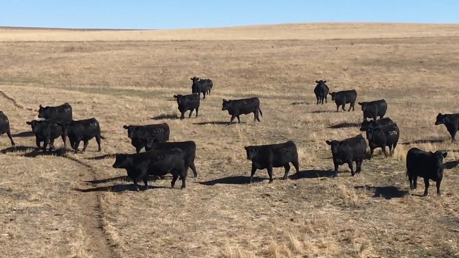 USDA Updates Brucellosis and Bovine TB Import Rules