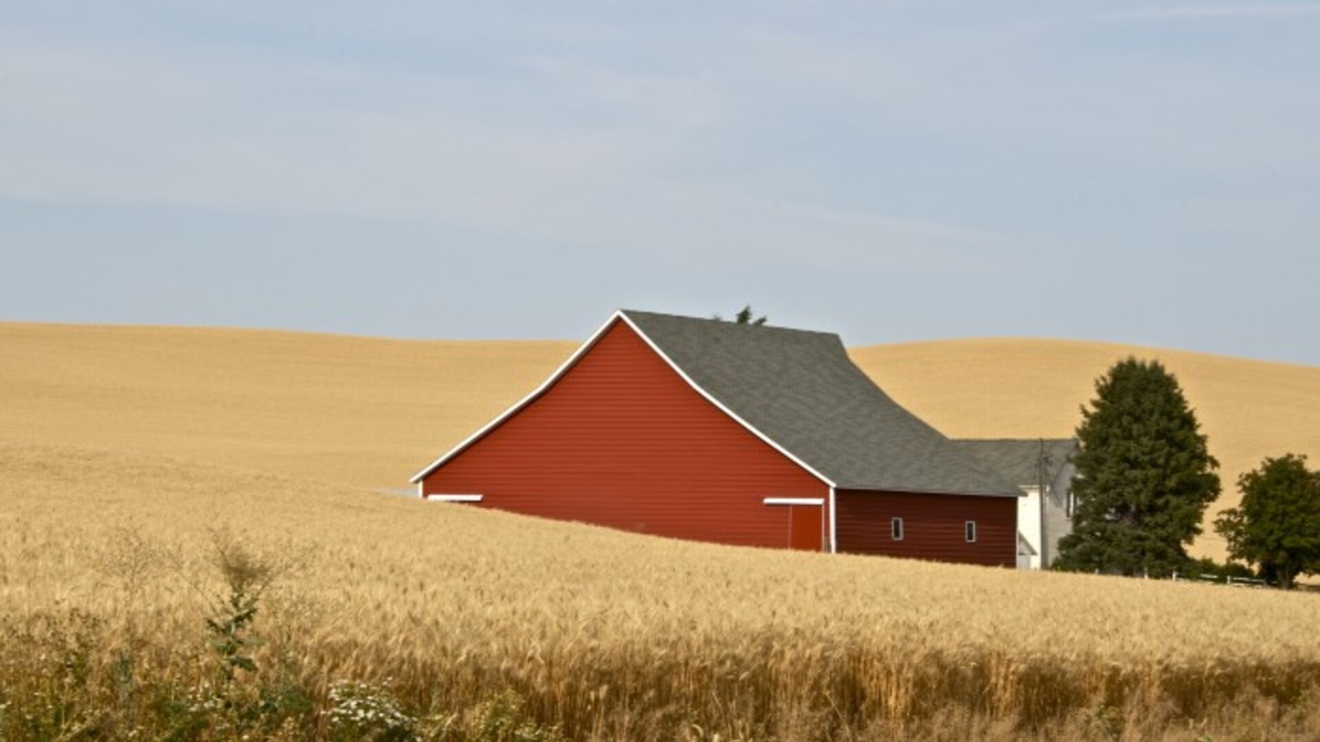 Wheat Harvest and Challenges Pt 3