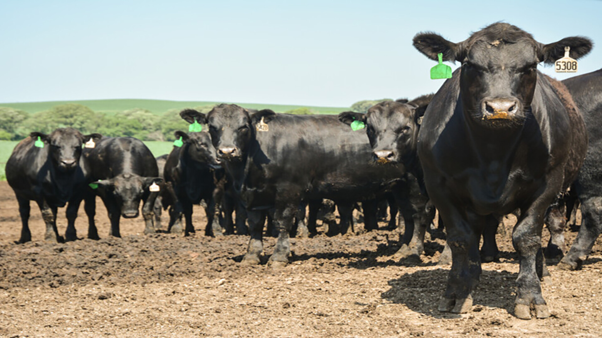 CattleFax Outlook for Beef Industry