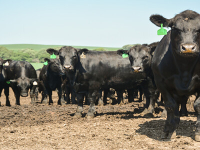 CattleFax Outlook for Beef Industry