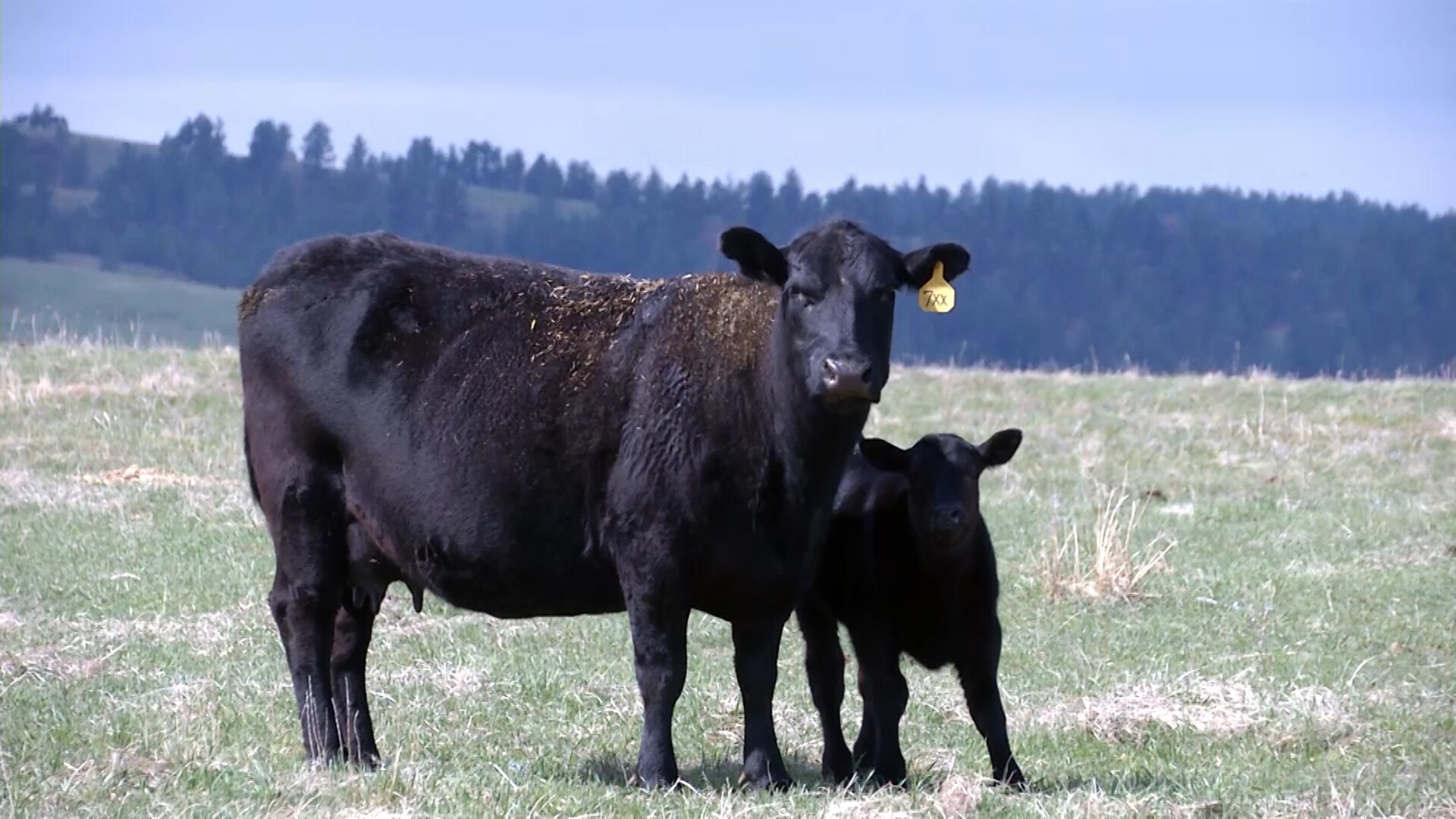 The Importance of a BRD Prevention Plan