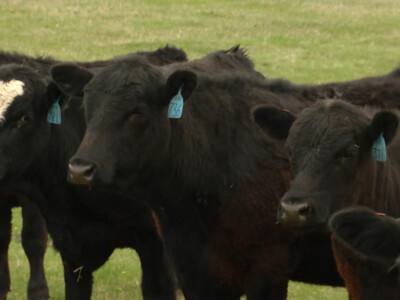 Beef Industry Continues to Move Toward Sustainability