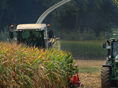 Corn and Cattle