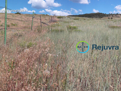 Improve Rangeland Economics with Rejuvra Herbicide