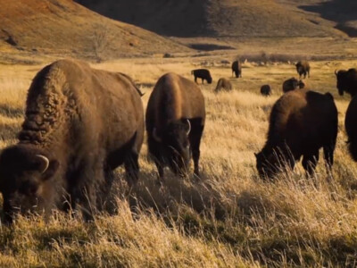 Senators Urge USDA to Approve Bison Meat Purchase