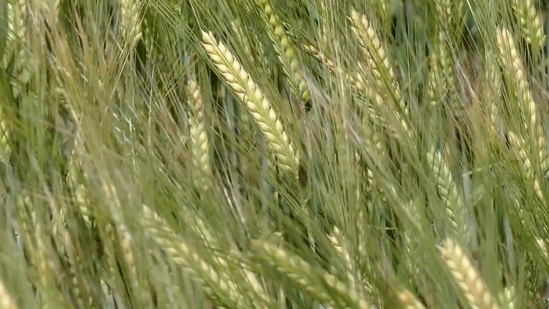 All Barley Now Included in CFAP-1