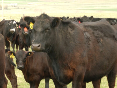 Cattle Analysts Says Cattle Market's Bottom is In