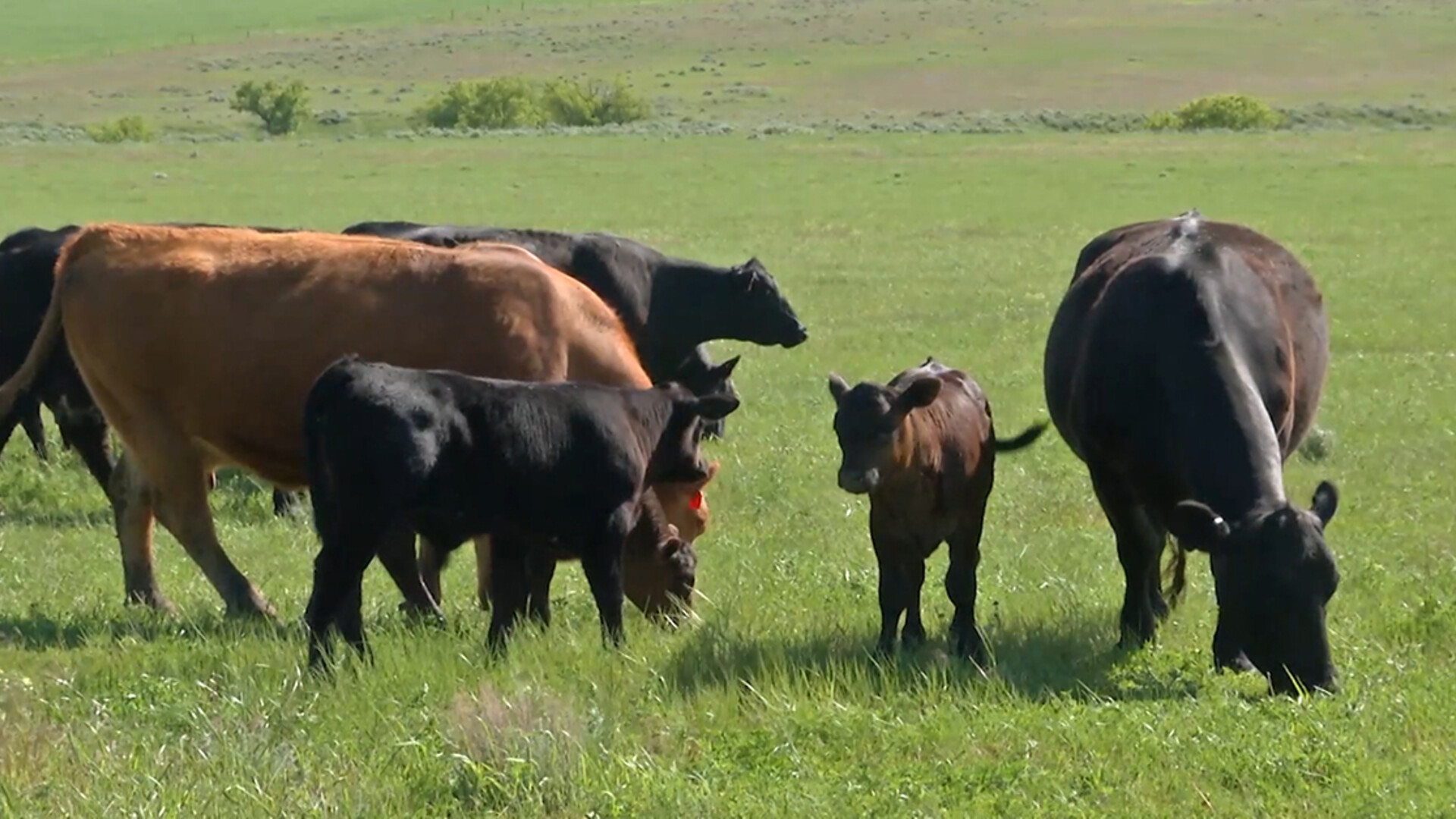 NCBA Rolls Out Plan for Voluntary Cattle Market Price Discovery