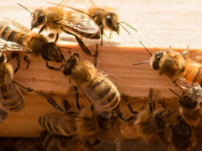 Virtual Honey Bee Disaster Assistance Workshop