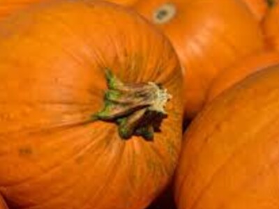 Last Chance for Pumpkin Patches