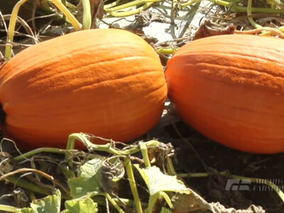 Report Shows Top Ten Pumpkin Producing States