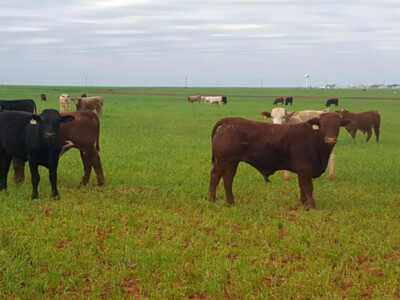 Dismal Wheat Pasture Prospects Weighing on the Feeder Cattle Market