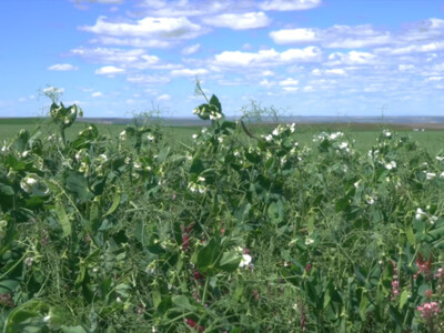 Pulses are the Ideal Regenerative Ag Crop