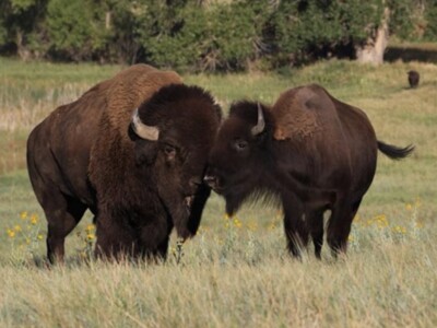 National Bison Day