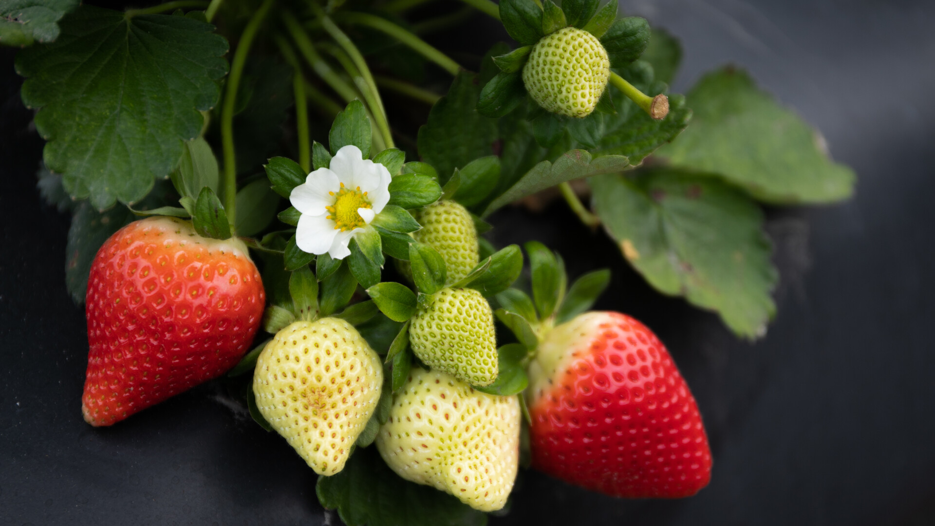 Strawberry Breeding