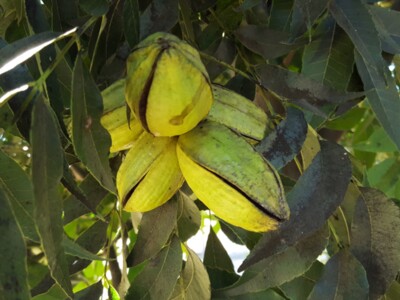 Developing the Health Message for Pecans