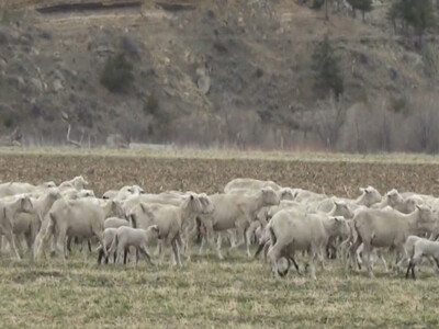 ASI Updates Nontraditional Lamb Study