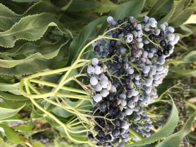 Elderberries Show Potential