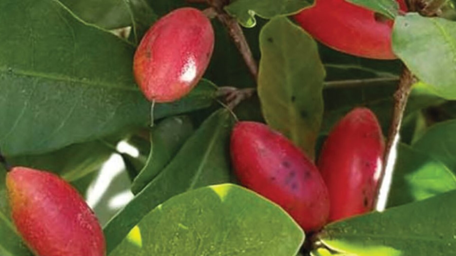 Miracle Fruit Coming to South Florida - Part 1