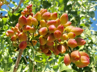 Working Early in the Pistachio Industry