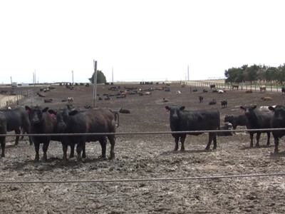 APHIS Reopens Comment Period on Request to Produce FMD Vaccine on U.S. Mainland