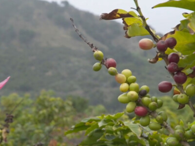 California Farmer Harvesting Success with Coffee