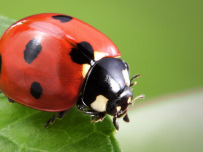 Ladybugs Pt 1