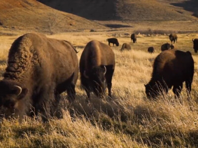 USDA Approves $17 Million Purchase of Bison Meat