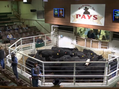 Bred Cattle Market Closes Out 2020 Strong