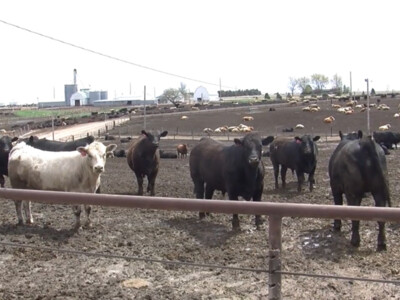 U.S. Cattle on Feed Up Slightly