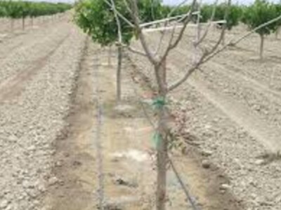 Winter Juvenile Tree Die back on Pistachios