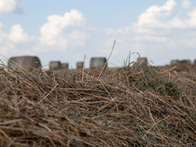 New CRP Enrollment Offers Opportunity for Grazing & Haying