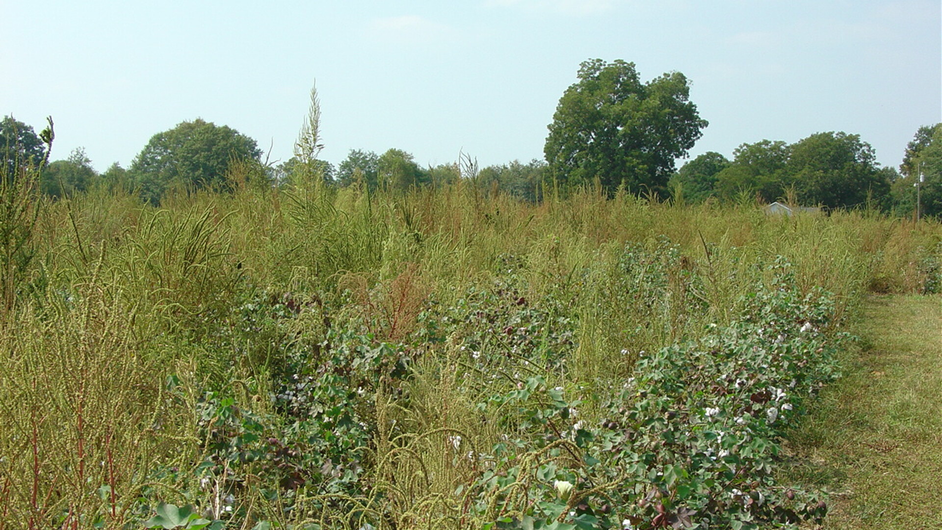 Herbicide-Resistant Pigweed