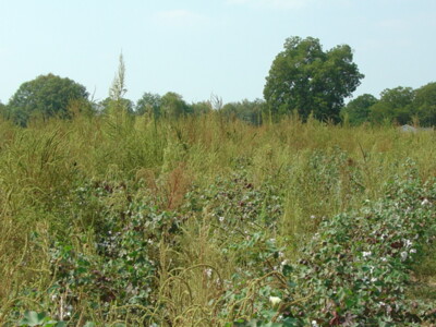 Herbicide-Resistant Pigweed