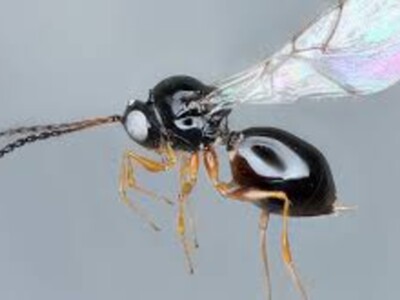 Silver Lining in Giant Asian Hornet Nest