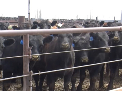 Tyson Supplier Paid for Undelivered Cattle