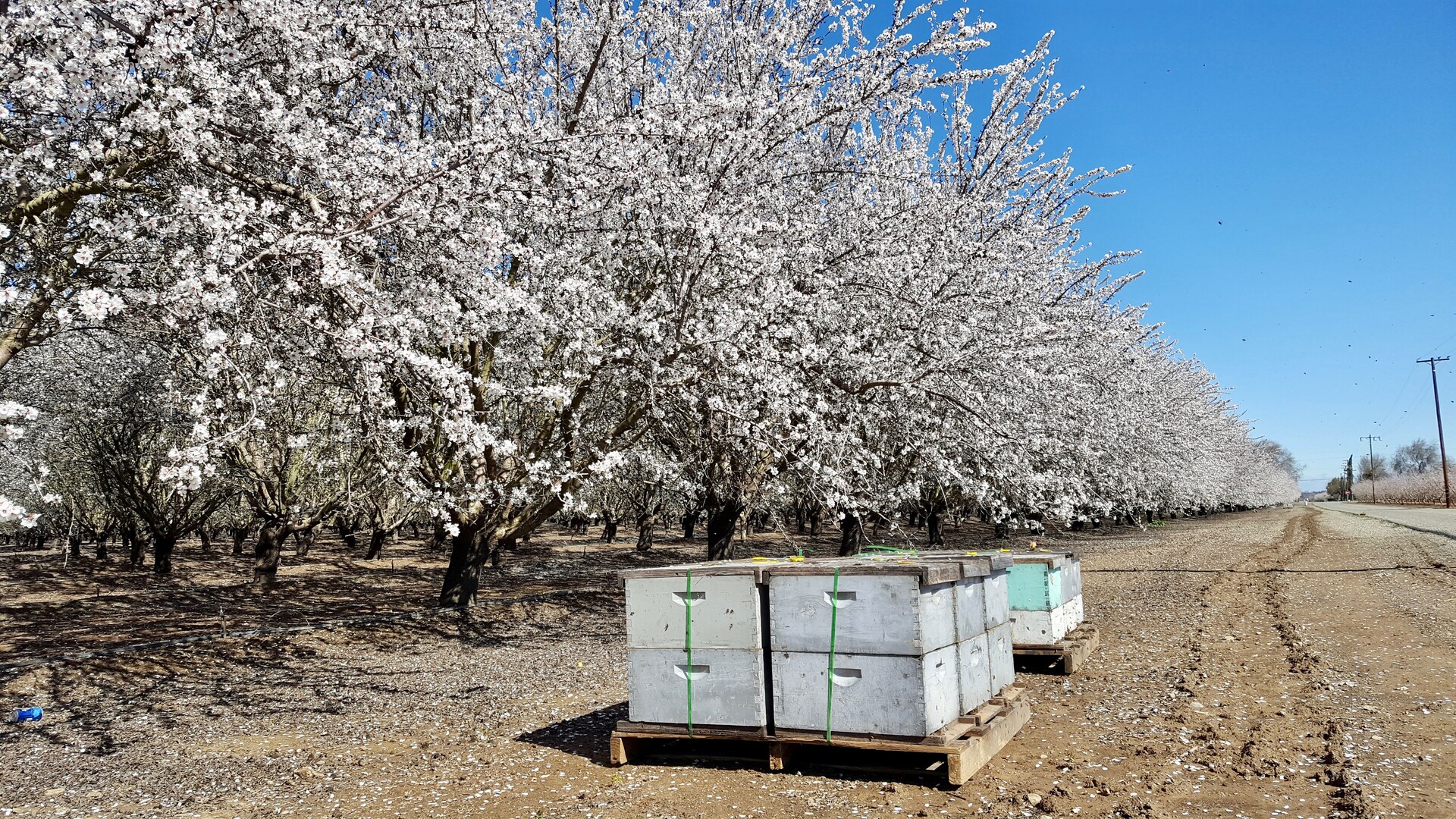 Reducing Spray Drift to Protect Pollinating Bees