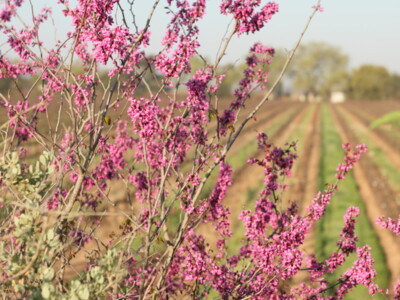 Bee Better Certified Vineyards