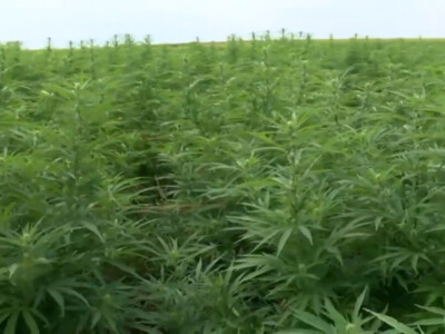 USDA Publishes Final Rule for Hemp Production