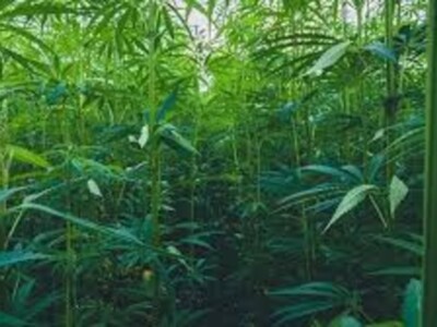 Hemp Center of Excellence Consultants Chosen