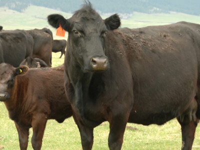 January Cattle Inventory Report Expected to Show Stable Cow Herd