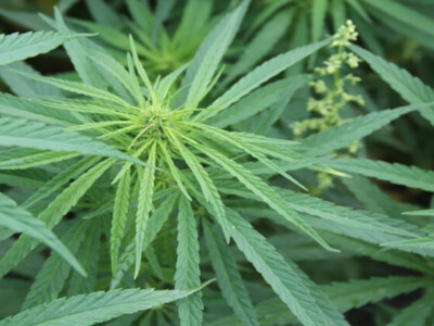 USDA Provides Clarity in Final Hemp Rule