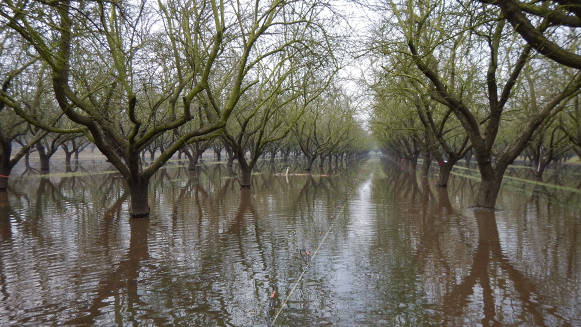 Recharging Groundwater With Flood waters In Almonds