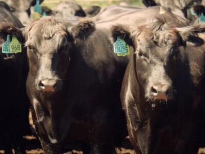 Cattle Inventory Down Slightly, Calf Crop Down 1%