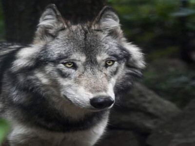 Fish & Wildlife Service Defends Gray Wolf Delisting