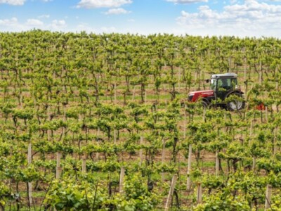 Sonoma Vineyard Innovation Through Science