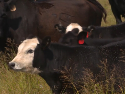 Altosid® IGR Horn Fly Control Lowers Price, Providing the Best Value for Cattle on Pasture